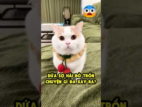 Dứa Sợ Hãi Bỏ Trốn 🐱 Chuyện Gì Xảy Ra⁉️ thumbnail