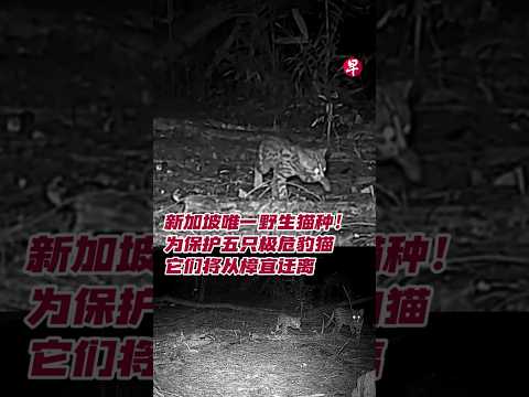 新加坡唯一野生猫种！为保护五只极危豹猫  它们将从樟宜迁离#zaobaosg #sgnews #shorts thumbnail