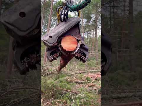 ⚡️Harvester Takes Down a Forest Titan #harvester #forest #johndeere #lumberjack #tree #foryou #love thumbnail