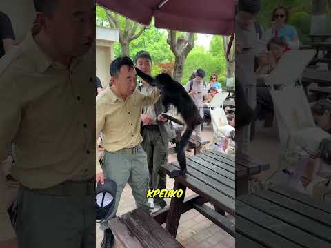 Обезьяна против смотрителя! Кто победил? 🐒🥊 thumbnail
