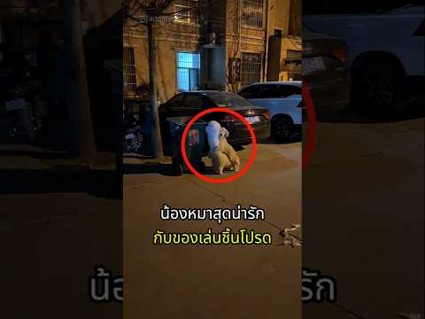 แผนเนียนๆกับของเล่นชิ้นโปรดของน้องหมา thumbnail
