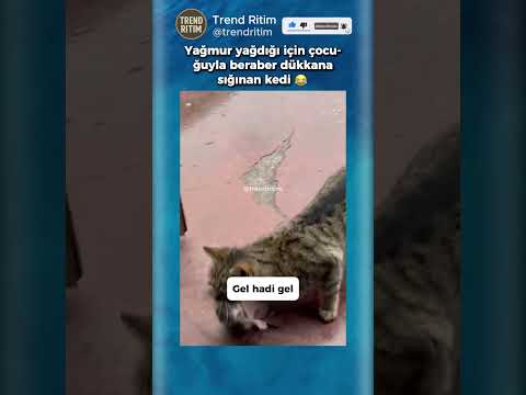 Yağmur Yağdığı İçin Çocuğuyla Beraber Komşuya Giden Kedi 😂🤣 thumbnail