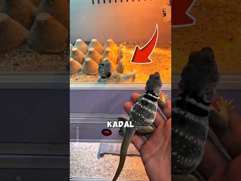 Kadal Ini Akhirnya Mendapatkan Betina Pertamanya ? thumbnail