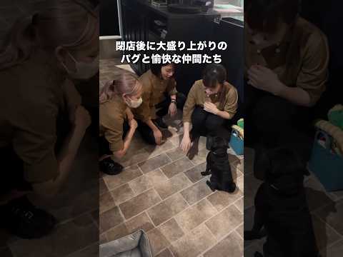 閉店後にえいえいおーで盛り上がるパグと愉快な仲間たちの遊び #パグ #黒パグ #鼻ぺちゃ #shorts thumbnail
