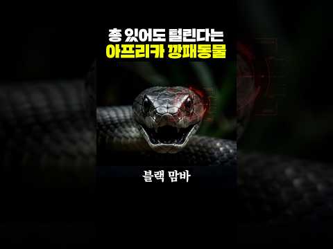 총 있어도 털린다는 아프리카 깡패동물 thumbnail
