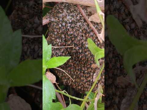 رعب النحل | Bee Nest !! 😭🐝 #estubegaming #ايستيوب #shorts #bee #scary thumbnail