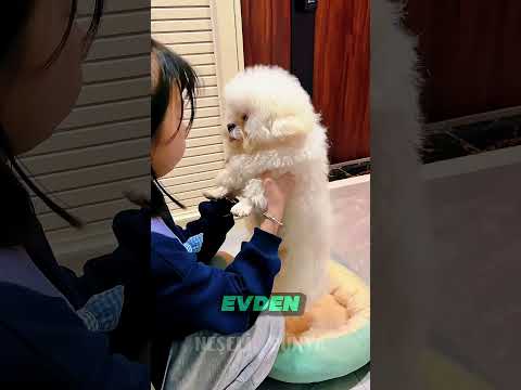 🐶 Köpek Kardeşi İçin Eve Geldi! thumbnail