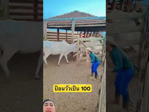 จะเกิดอะไรขึ้นเมื่อต้องคัดแยกวัวเป็น 100 ด้วยตัวคนเดียว #xcavator #farming #caw thumbnail