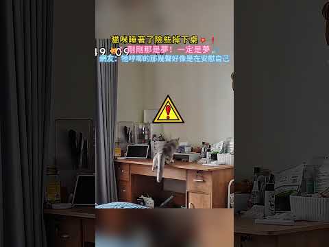 貓咪睡著了險些掉下桌?❗?：剛剛那是夢❗一定是夢? 網友：牠哼唧的那幾聲好像是在安慰自己? #cat #cute #shorts #healing #cutecat thumbnail