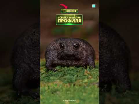 @factsdastan ОНА ОЧЕНЬ ГРУСТНАЯ thumbnail