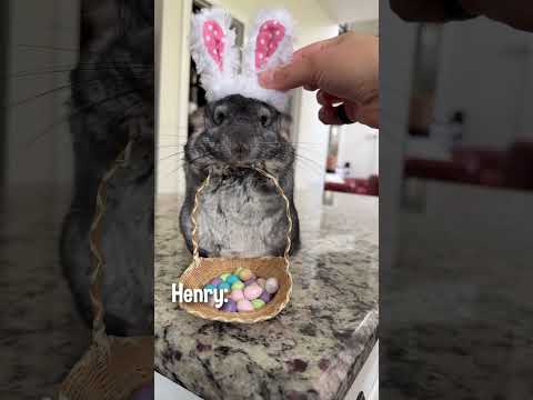 Share with someone to wish them a Happy Easter! 🐣 #easter #chinchilla #pets #cute #funny thumbnail