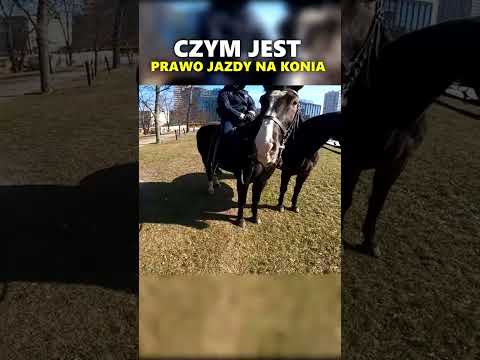 Ktoś wie gdzie zrobić prawo jazdy na konia?  #shorts #viral #funny thumbnail