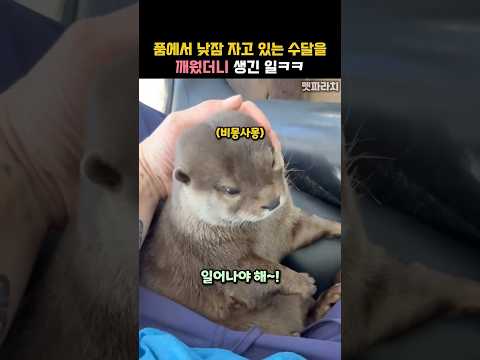 품에서 낮잠 자고 있는 수달을 깨웠더니 생긴 일ㅋㅋ #동물 #수달 thumbnail