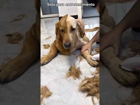 😱 ¡El Cambio de Look del Perrito Salió MAL! 😂  #españa thumbnail