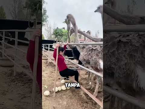 cewek ini nekat curi telur burung unta thumbnail