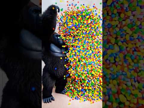 Marvelous Dancing Polish Cow monkey  gorilla 100 colour balls asmr cow dance animal funny video thumbnail