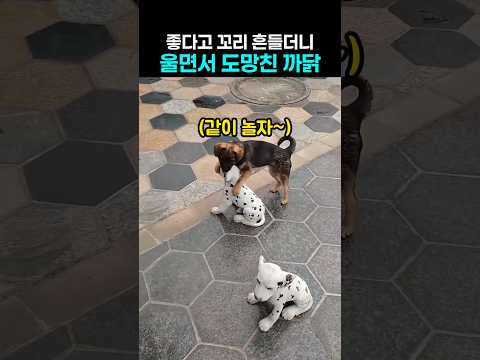 "돈도 없는데.." 친구보고 신난 댕댕이가 울며 도망친 까닭 thumbnail