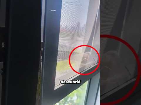 El bebé pájaro cayó del nido... y ella lo salvó thumbnail