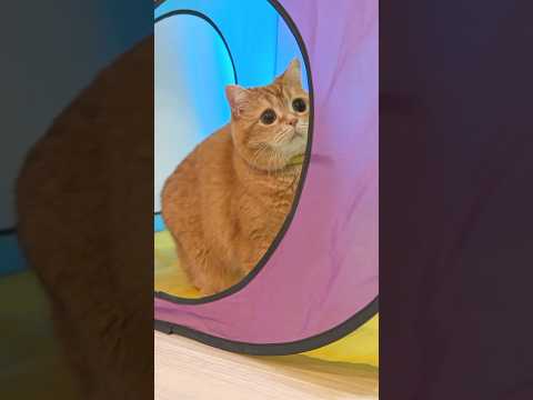 Hero Cat’s Domino Rescue Mission!🚂 thumbnail