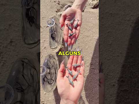 TUBARÕES NO AQUÁRIO ? thumbnail