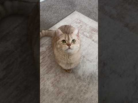 No such thing as “not a cat person” 😌 #cats #catsofyoutube #petlovers #catvideos #funnyanimals thumbnail