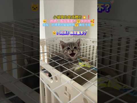 小貓咪真的是液體的?❗ ?…媽媽? 看我厲害不?快誇我? 網友：好標準的貓貓臉啊? 誰在卡痰啊? #cat #cute #funny #funnyshorts #shorts thumbnail