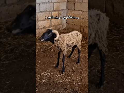 ارسلوه اهله يحيب خروف فلقى خروف غريب شوي !! 😅 #youtubeshorts thumbnail