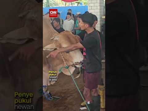 Pemotongan Sapi Kurban Prabowo dan Gibran di Masjid Istiqlal thumbnail