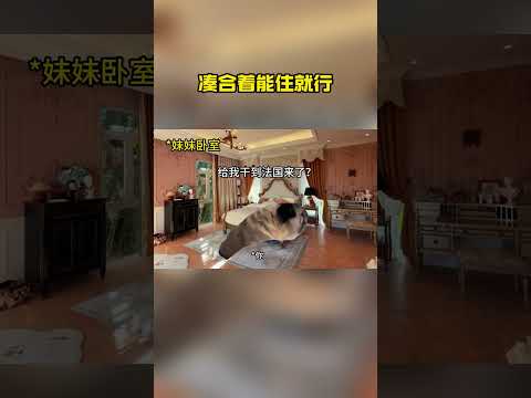 来个两广 兄弟 请问这是真的吗？#猫meme #两广 #万万想不到 thumbnail