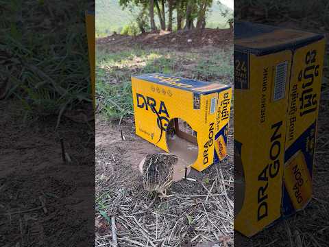 Awesome DIY Quail Trap Using Cardboard Box #shorts thumbnail
