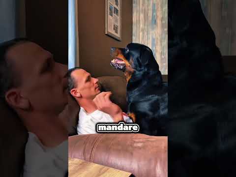 Ha attaccato il suo padrone ma poi…🤯 thumbnail
