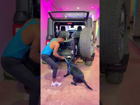 Dog ne dumbbell tod diya.??? #shortvideo #funnyvideo #funnyshorts #comedyvideos #funny thumbnail