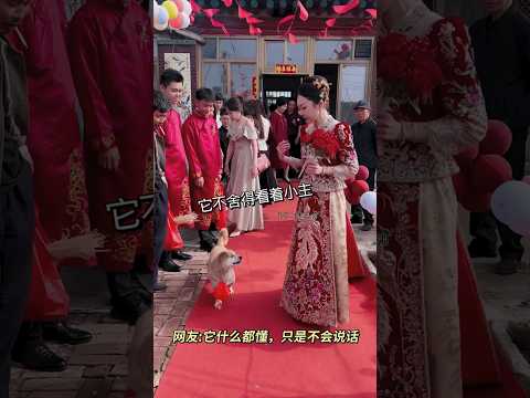 🇨🇳 狗狗不舍新娘出嫁赶紧凑合影，目光寸步不离惹人泪目 🇬🇧 Dog Rushes to Join Bride's Photo, Gaze Fixed on His Departing Owner thumbnail
