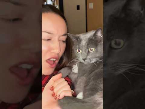 Unchained Melody #cat #catlover #catvideos thumbnail