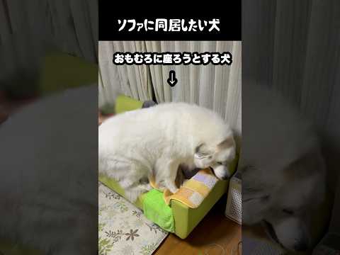 ソファに同居したい愛犬　#greatpyrenees #大型犬のいる生活 #大型犬 #大型犬と暮らす #グレートピレニーズ #ゴールデンレトリバー #愛犬 #犬のいる生活 thumbnail