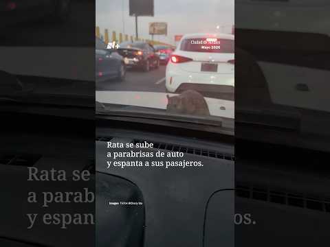 Una rata se sube al parabrisas de auto en la CDMX y espanta a sus pasajeros | N+ thumbnail