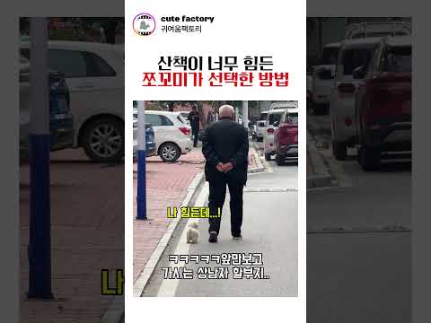 쪼꼬미가 산책이 힘들때..? #귀여운 #귀여움 #강아지 #고양이 thumbnail