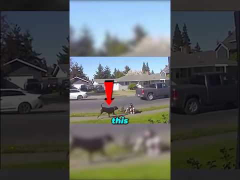 Crazy Dog Jumps Kid On Bike😟 thumbnail