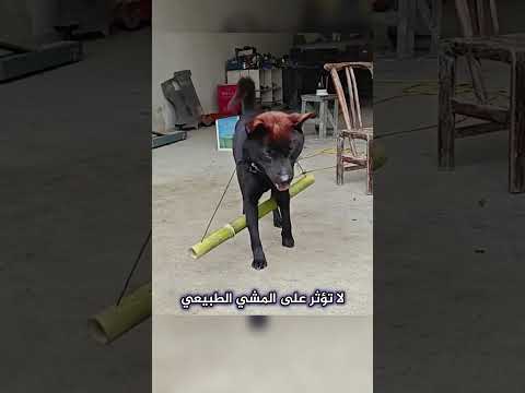 طرق لمنع الكلاب من مطاردة السيارات thumbnail