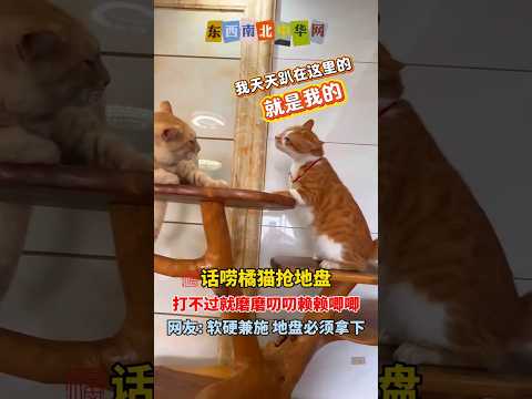 橘猫抢地盘打不过就吵，磨磨叨叨～赖赖唧唧的终于赢了 thumbnail