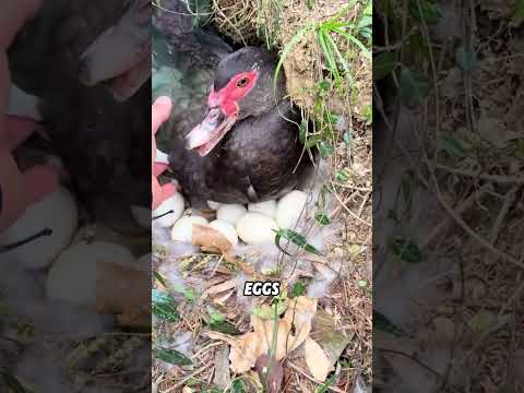Why don’t ducks incubate their own eggs?#animals #funnyanimal #funny #cute #duck thumbnail