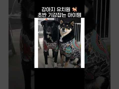 강아지 유치원 초반 기강잡는 아이템🐕.jpg thumbnail
