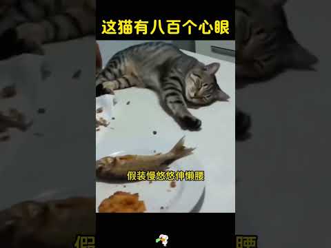 这猫心眼子也太多了，哈哈哈 #搞笑 #大熱門 thumbnail
