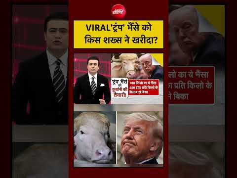 Syed Suhail | Bakrid | Eid al-Adha: Viral 'Trump’ भैंसे को किस शख्स ने खरीदा?| #shorts #viral thumbnail