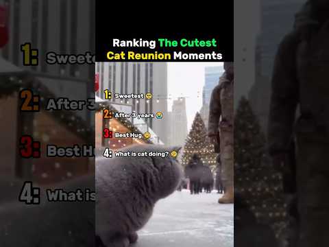 Ranking The Cutest Cat Reunion Moments #cat thumbnail