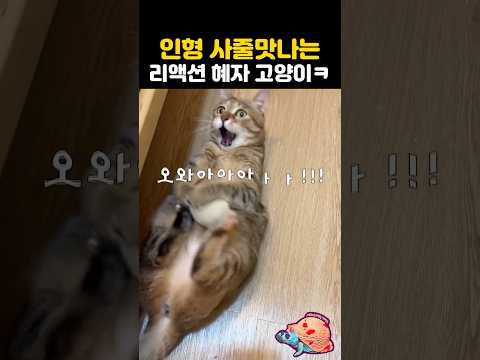 인형 사줄맛나는 리액션 혜자 고양이ㅋㅋ thumbnail