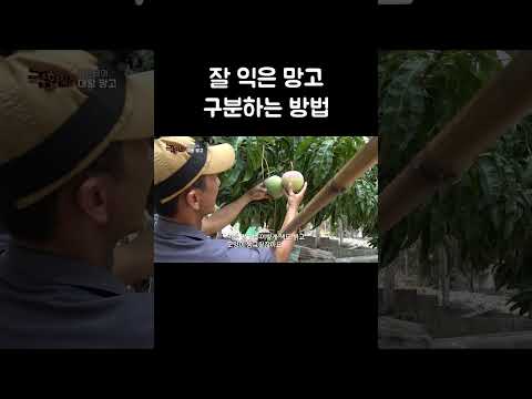 잘 익은 망고 구분하는 방법 #shorts thumbnail