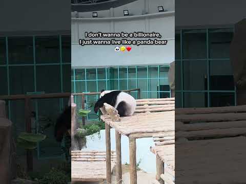 I wanna live like a panda bear 🐼🤣 thumbnail