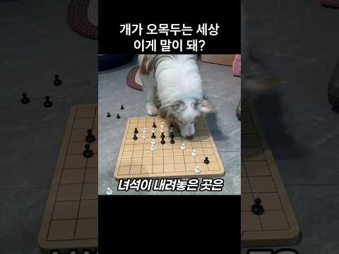"왜 안막아?.." 오목두는 댕댕이가 주인 공격 무시한 이유 thumbnail