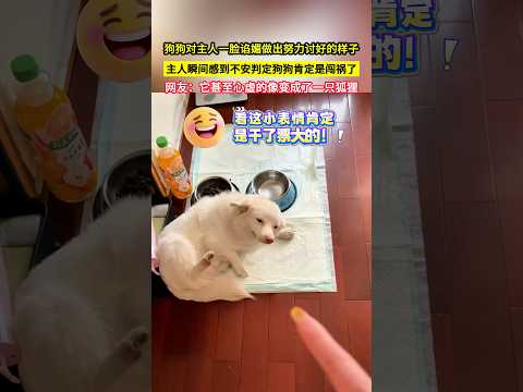 狗狗對主人一臉諂媚做出努力討好的樣子，主人瞬間感到不安判定狗狗肯定是闖禍了，網友：它甚至心虛的像變成了一隻狐狸！#shorts thumbnail